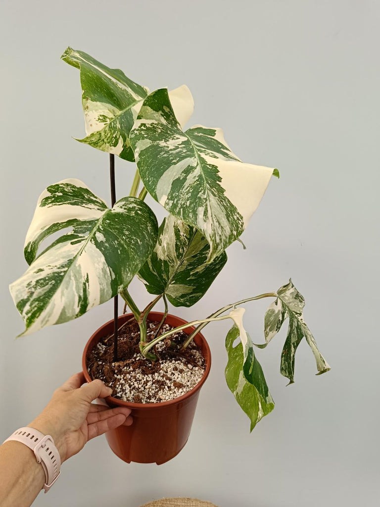 Monstera deliciosa variegata albo