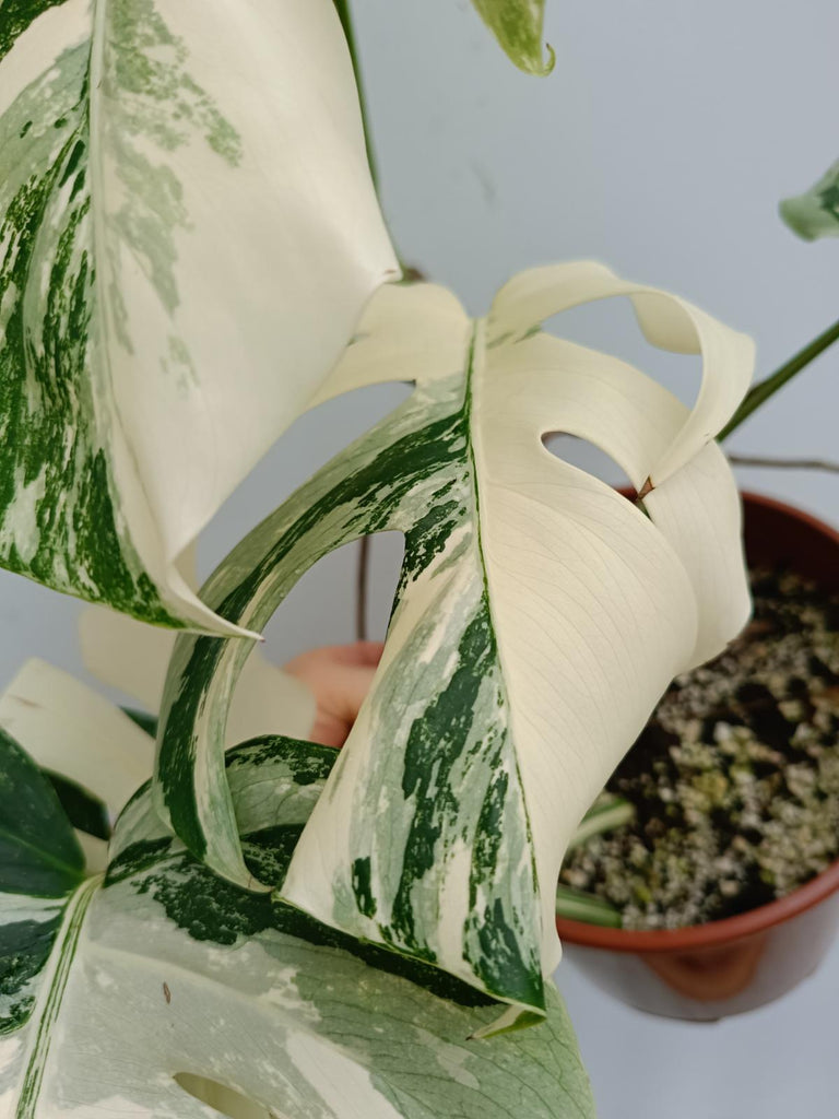 Monstera deliciosa variegata albo