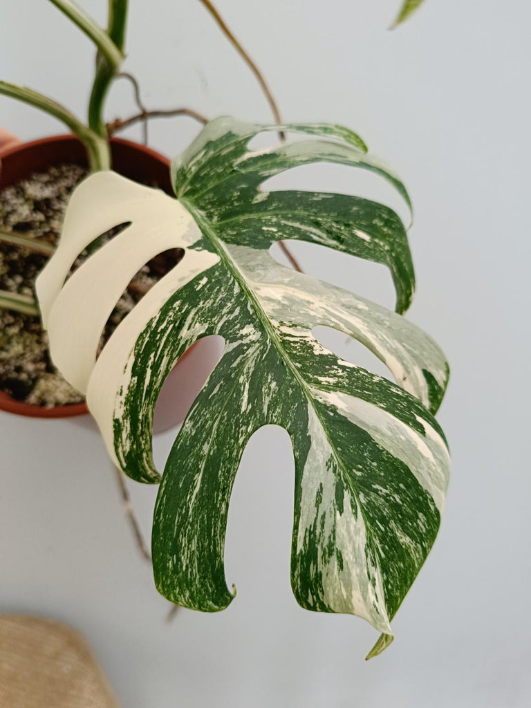 Monstera deliciosa variegata albo