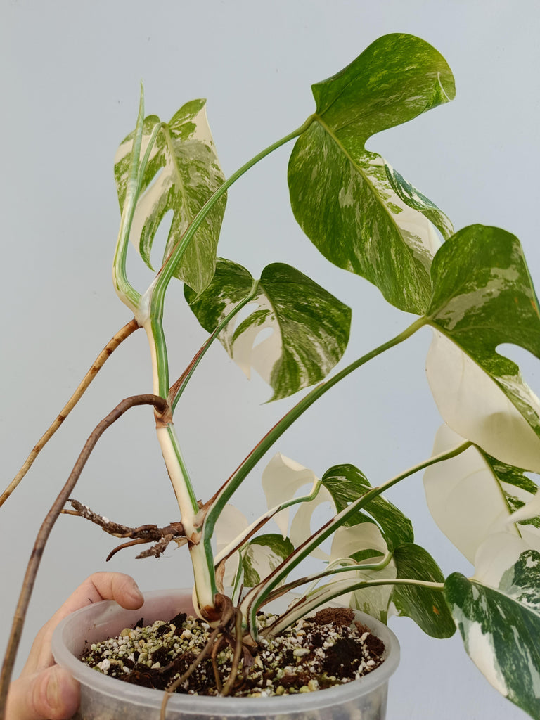 Monstera deliciosa variegata albo