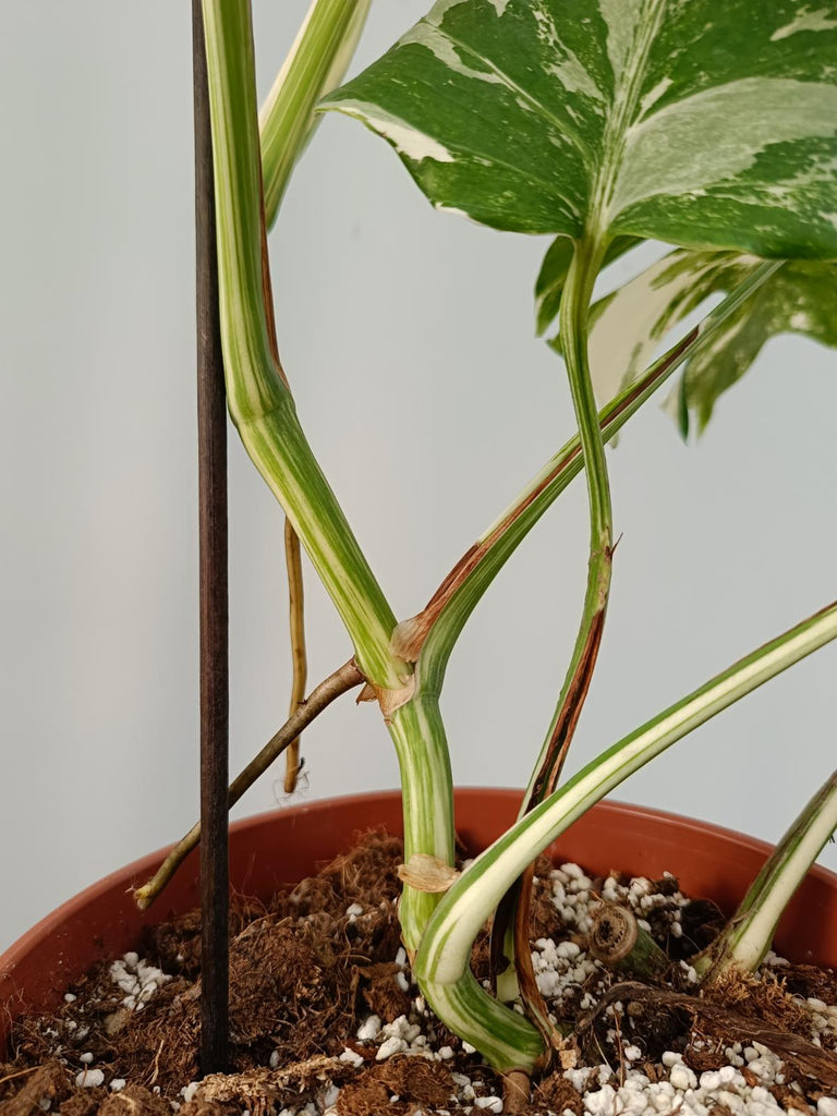 Monstera deliciosa variegata albo