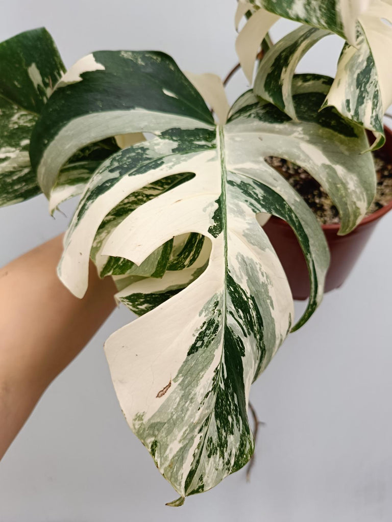 Monstera deliciosa variegata albo