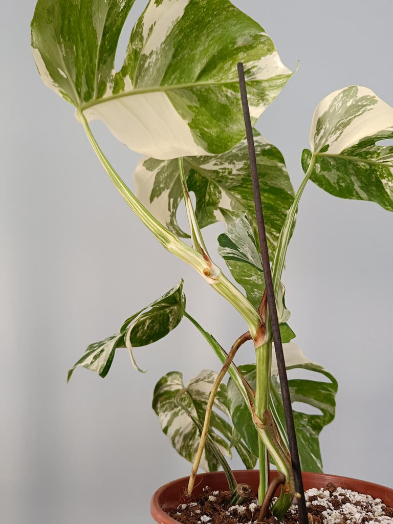 Monstera deliciosa variegata albo