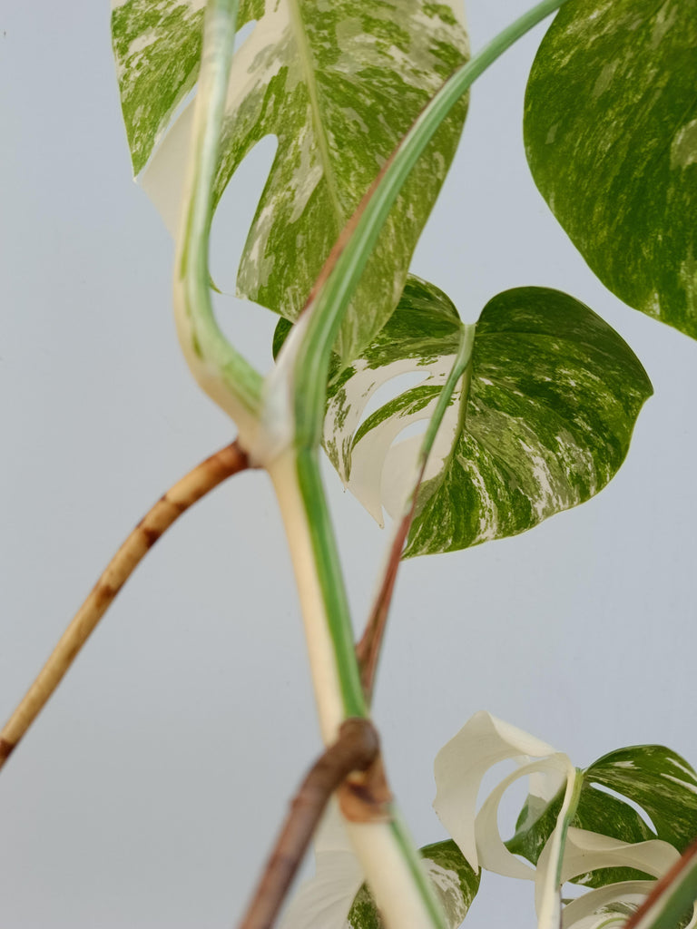 Monstera deliciosa variegata albo