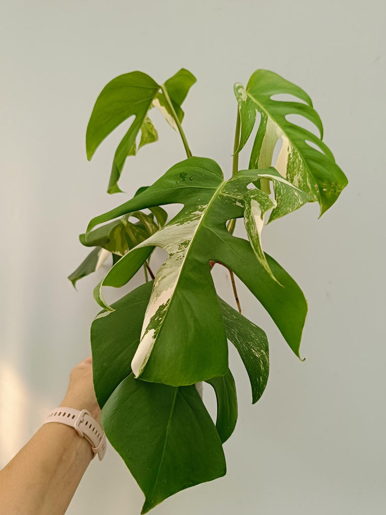 Monstera deliciosa variegata albo