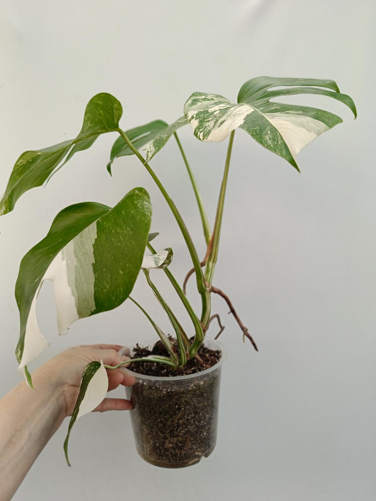 Monstera deliciosa variegata albo