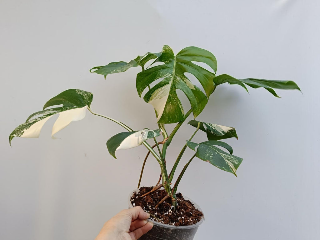 Monstera deliciosa variegata albo