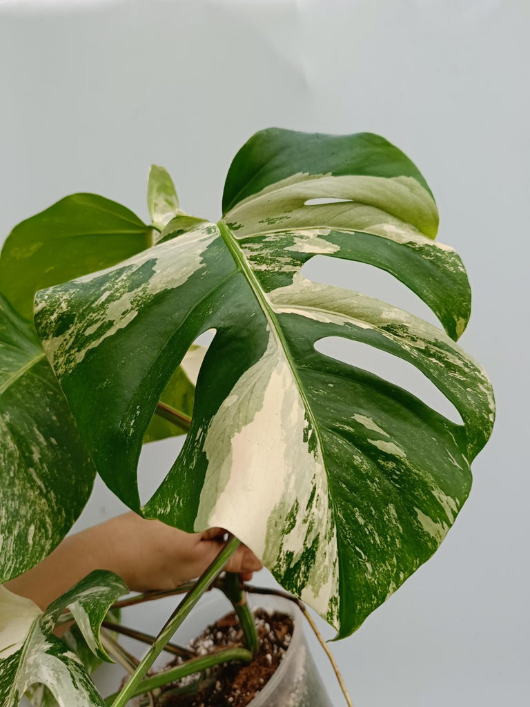 Monstera deliciosa variegata albo