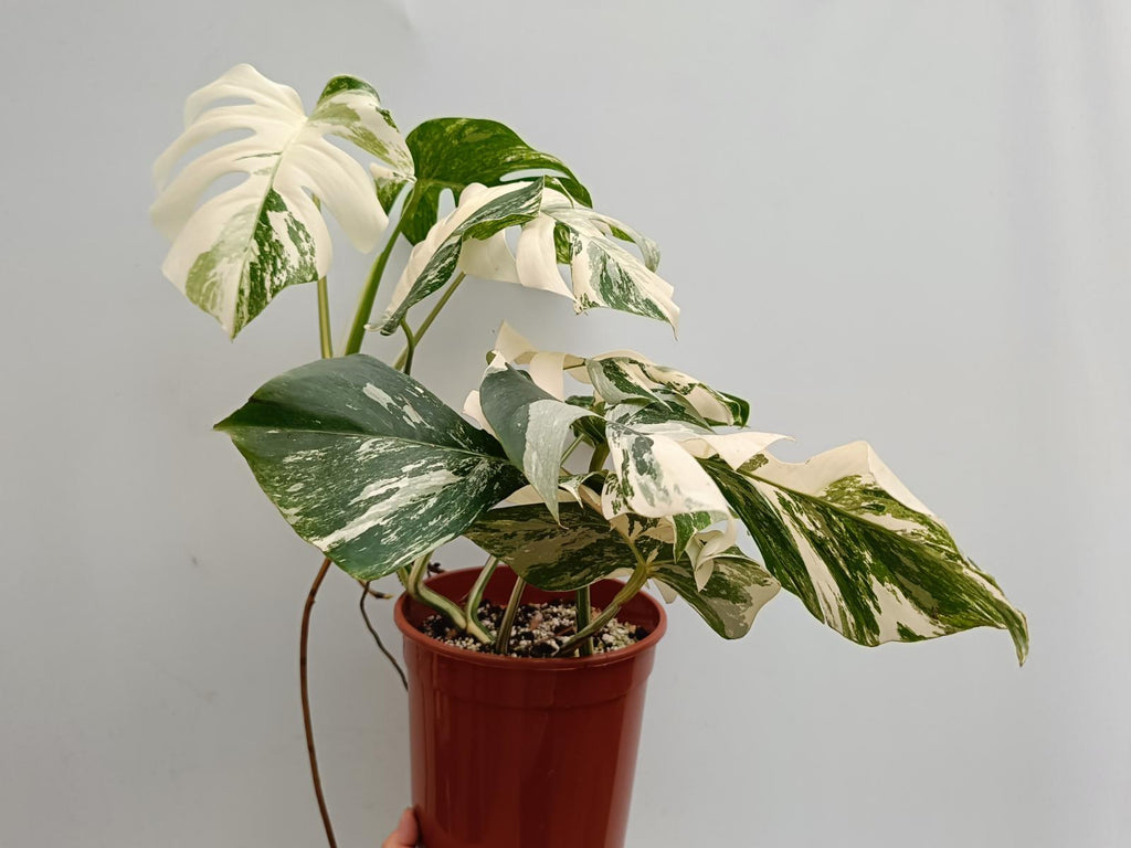 Monstera deliciosa variegata albo