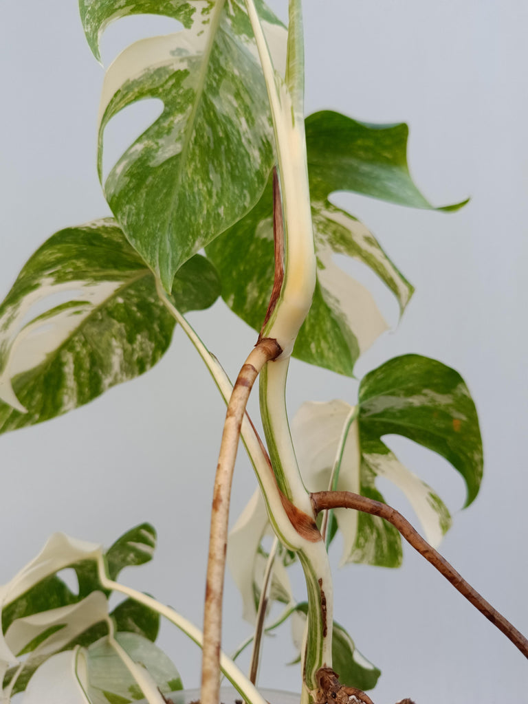 Monstera deliciosa variegata albo