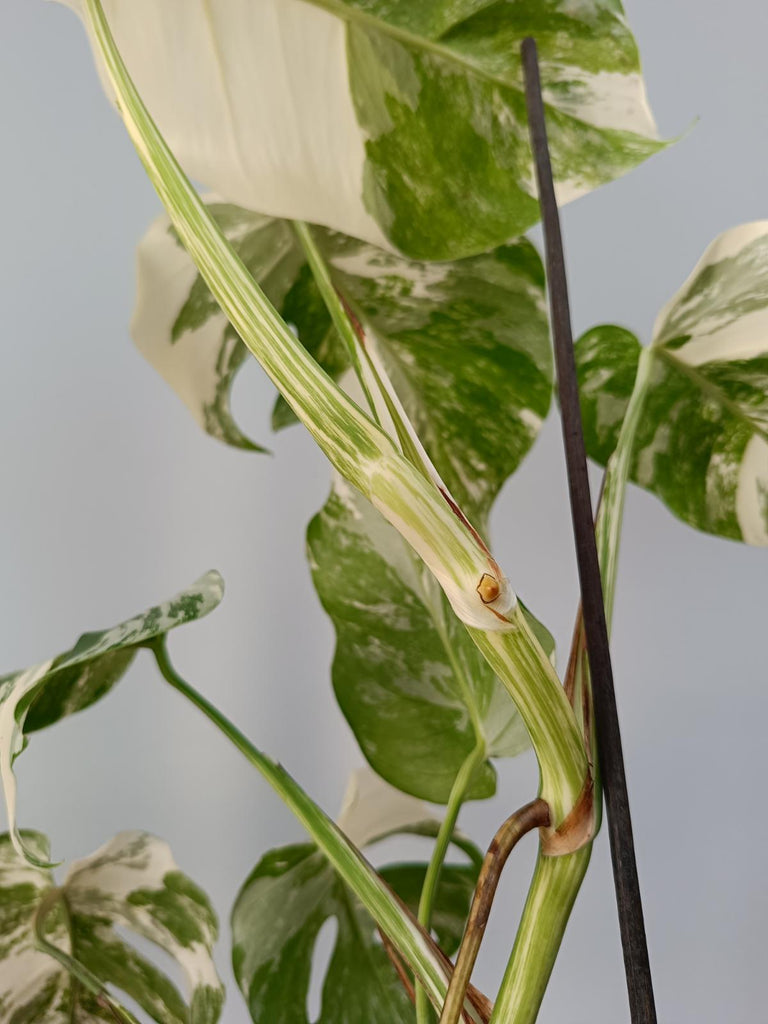 Monstera deliciosa variegata albo