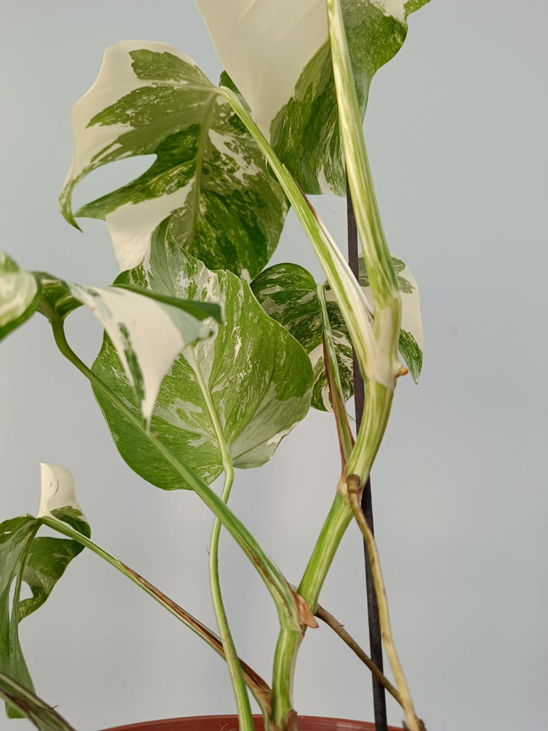 Monstera deliciosa variegata albo