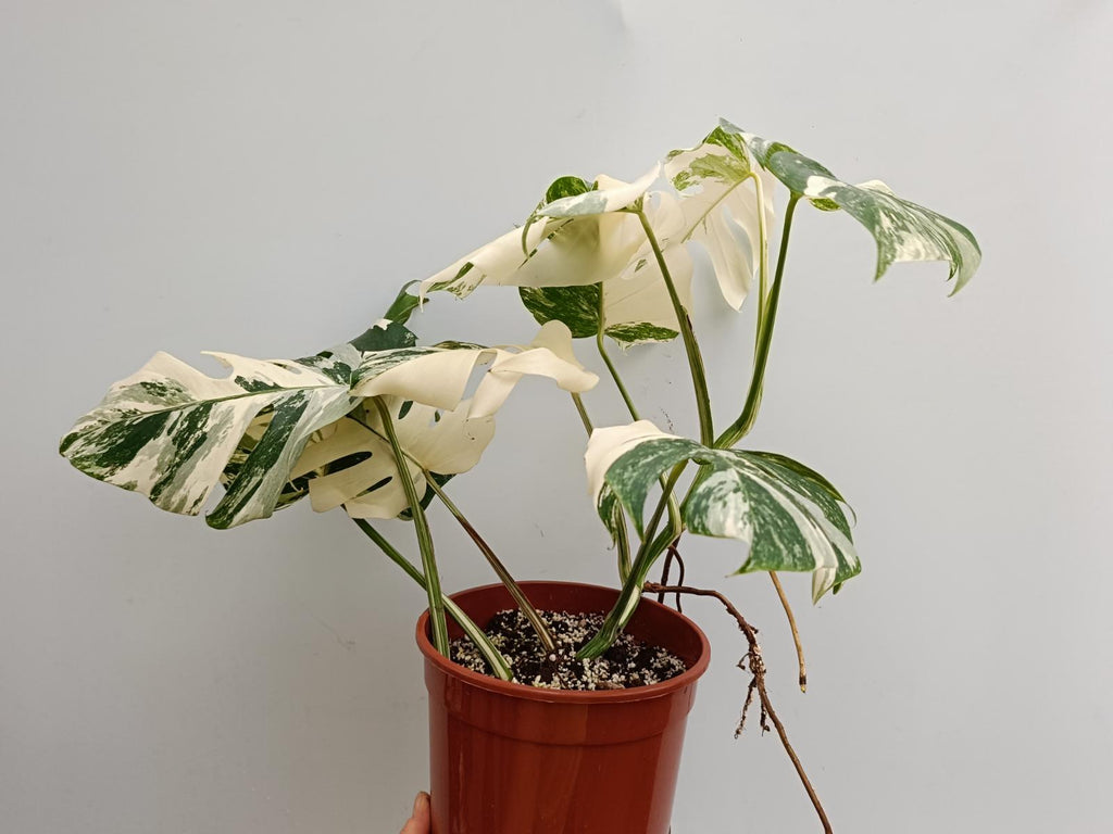 Monstera deliciosa variegata albo