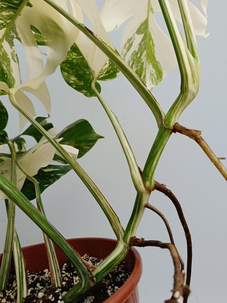 Monstera deliciosa variegata albo