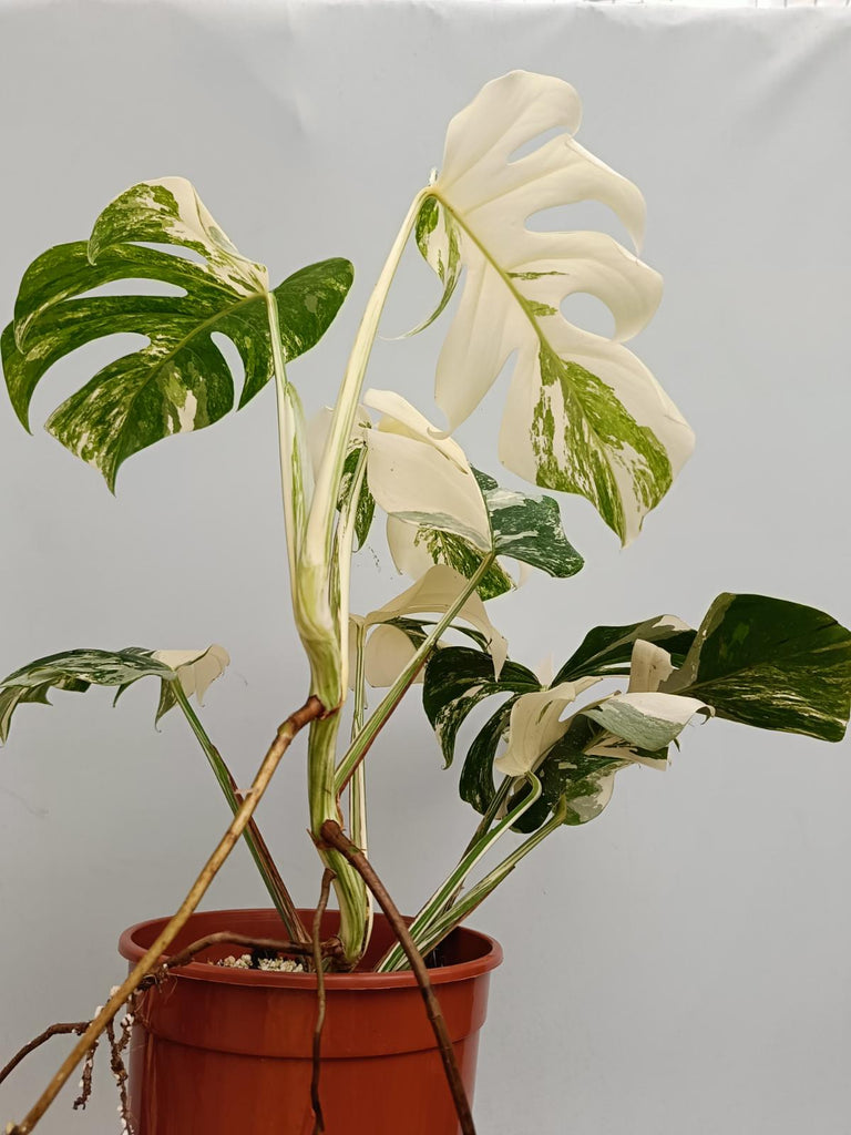 Monstera deliciosa variegata albo