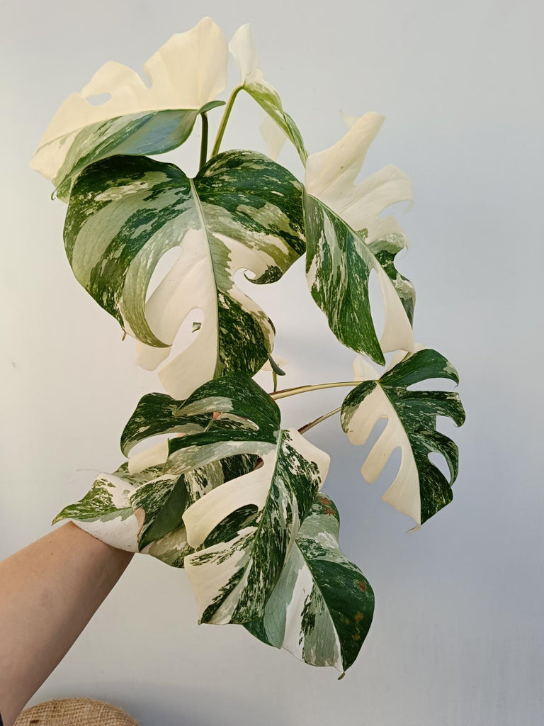 Monstera deliciosa variegata albo