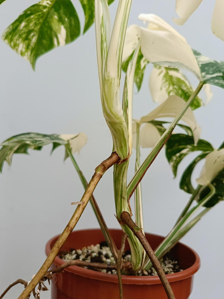 Monstera deliciosa variegata albo