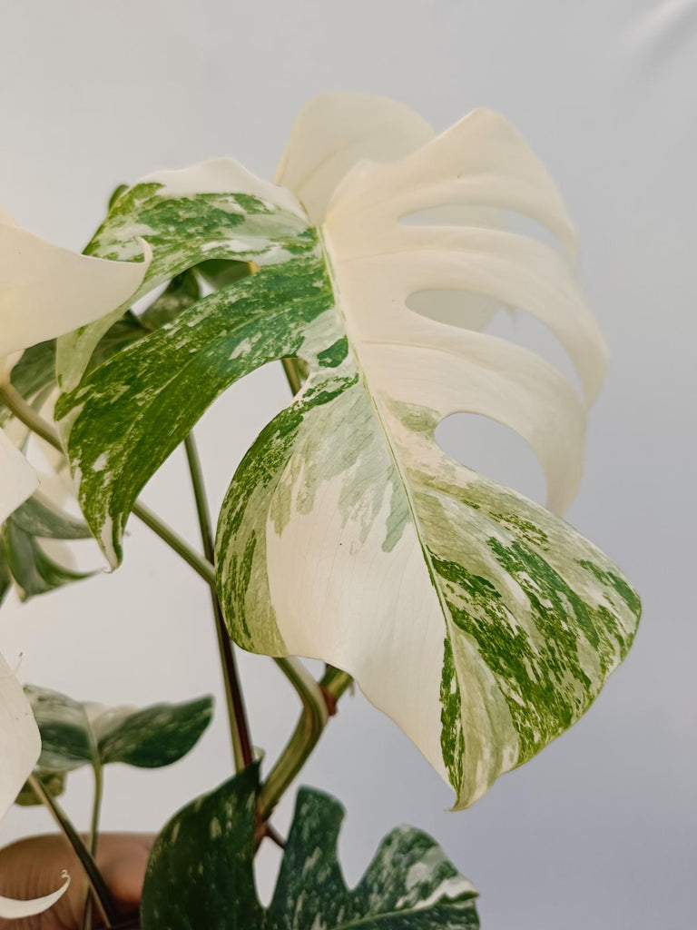 Monstera deliciosa variegata albo