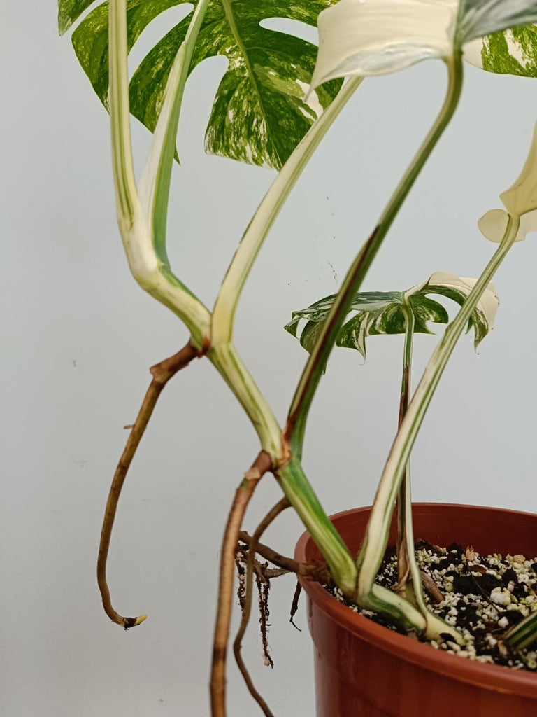 Monstera deliciosa variegata albo