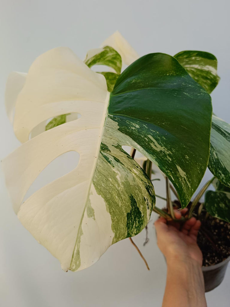 Monstera deliciosa variegata albo