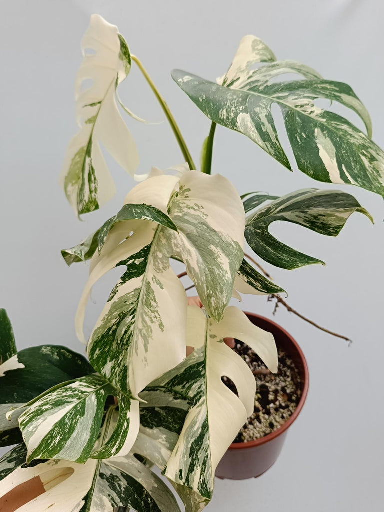 Monstera deliciosa variegata albo