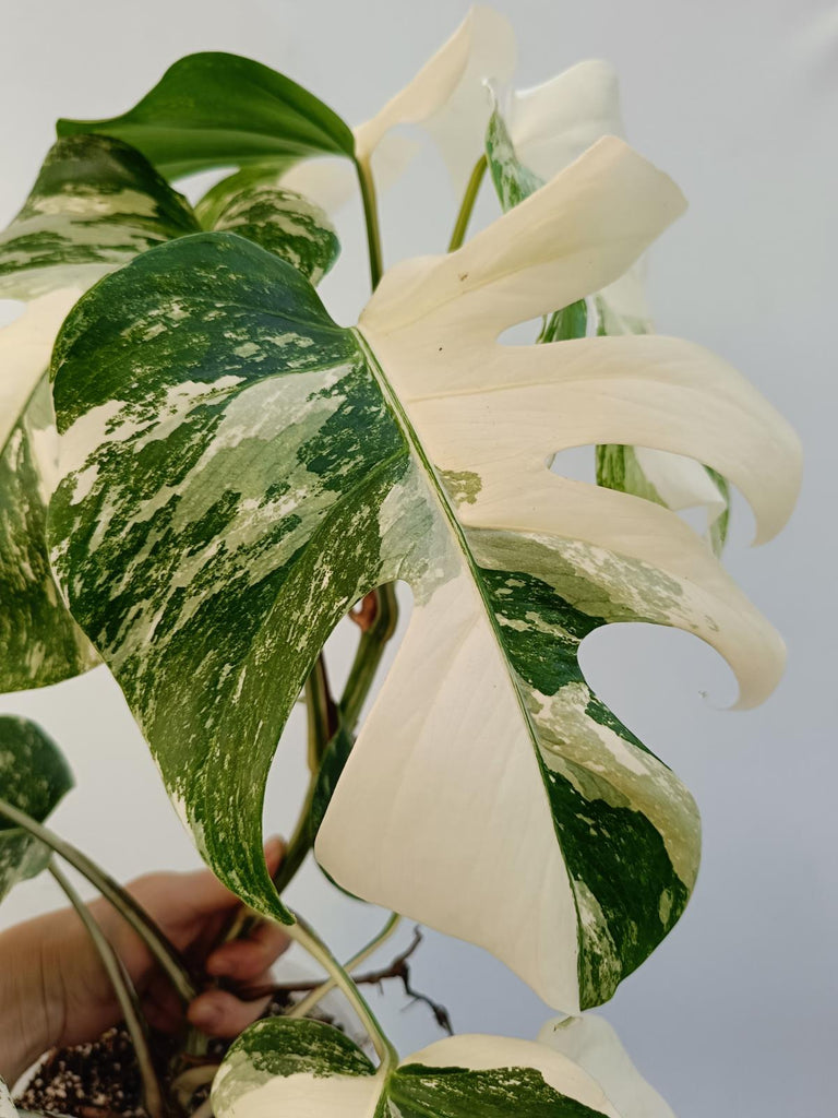 Monstera deliciosa variegata albo