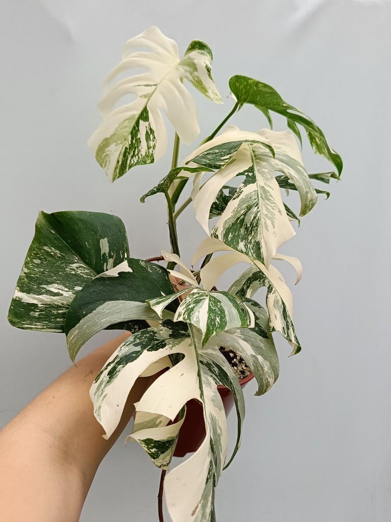 Monstera deliciosa variegata albo