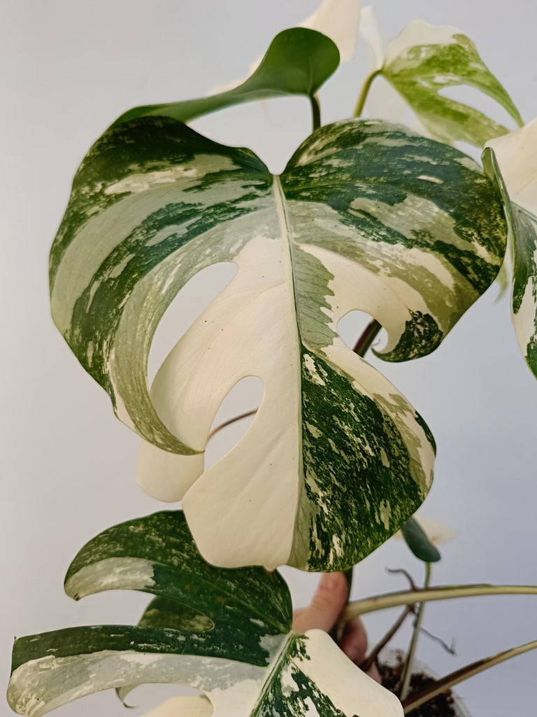 Monstera deliciosa variegata albo