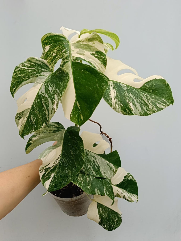 Monstera deliciosa variegata albo