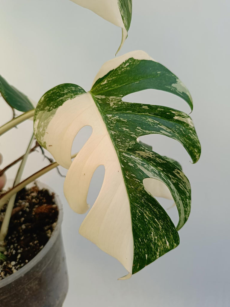 Monstera deliciosa variegata albo