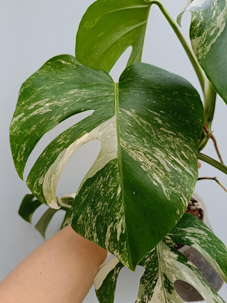 Monstera deliciosa variegata albo