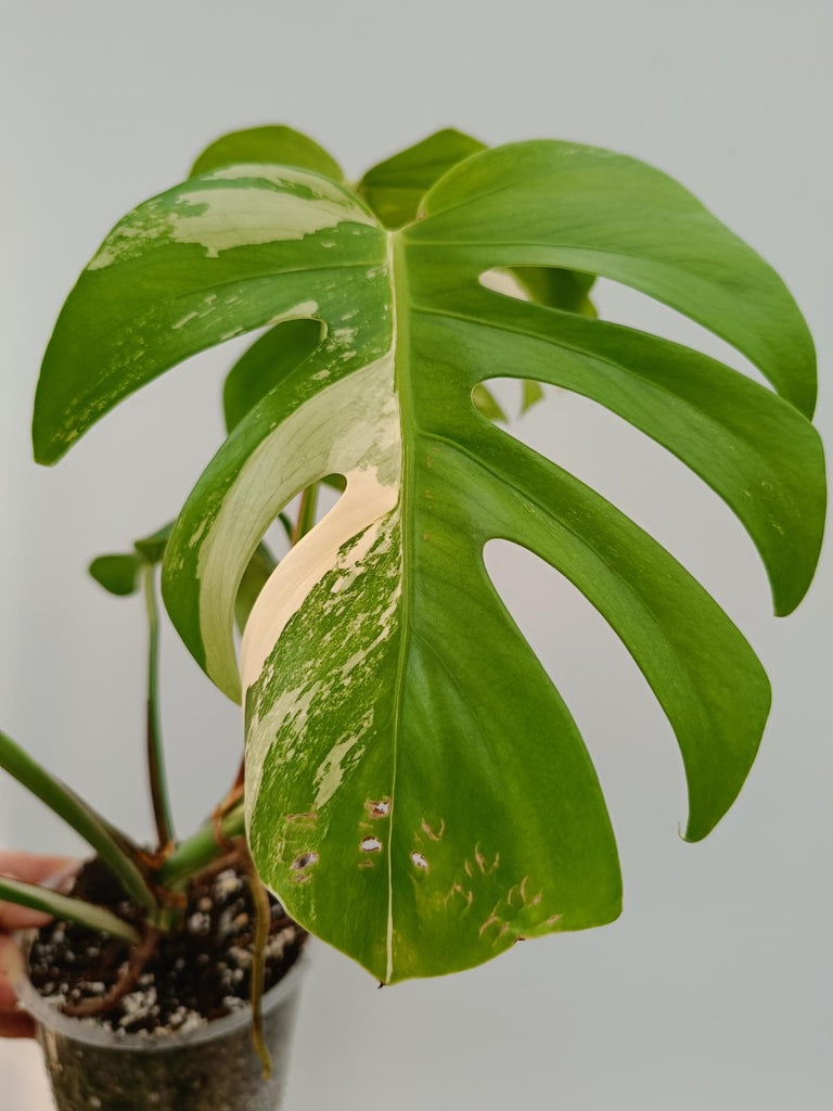 Monstera deliciosa variegata albo