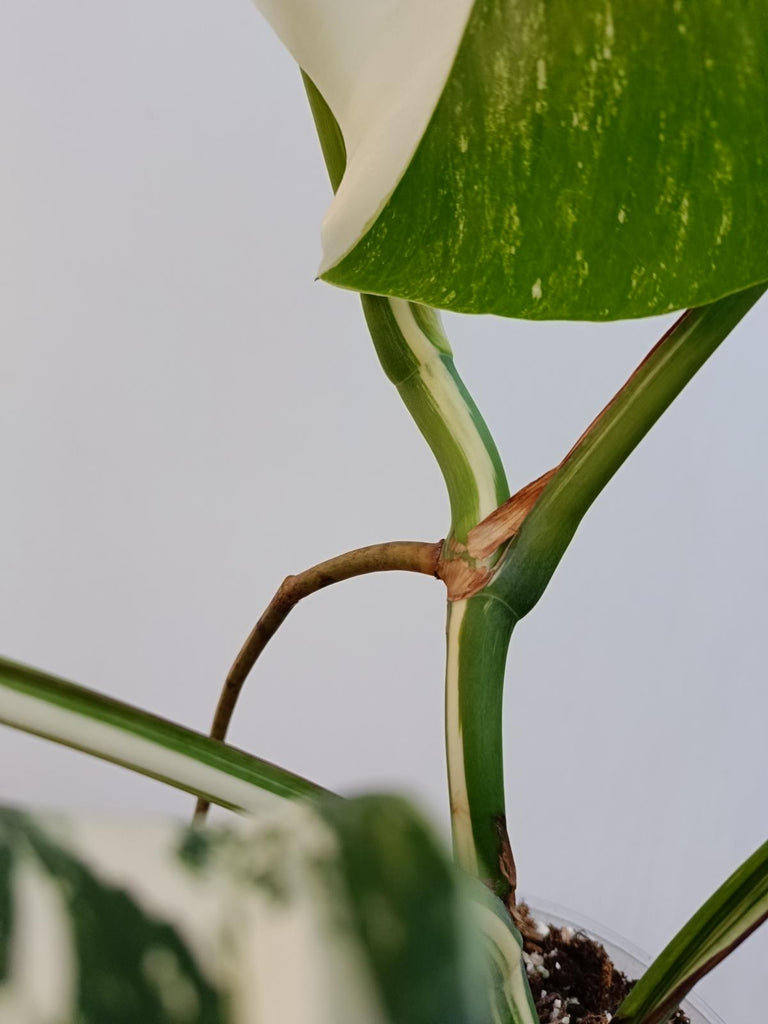 Monstera deliciosa variegata albo