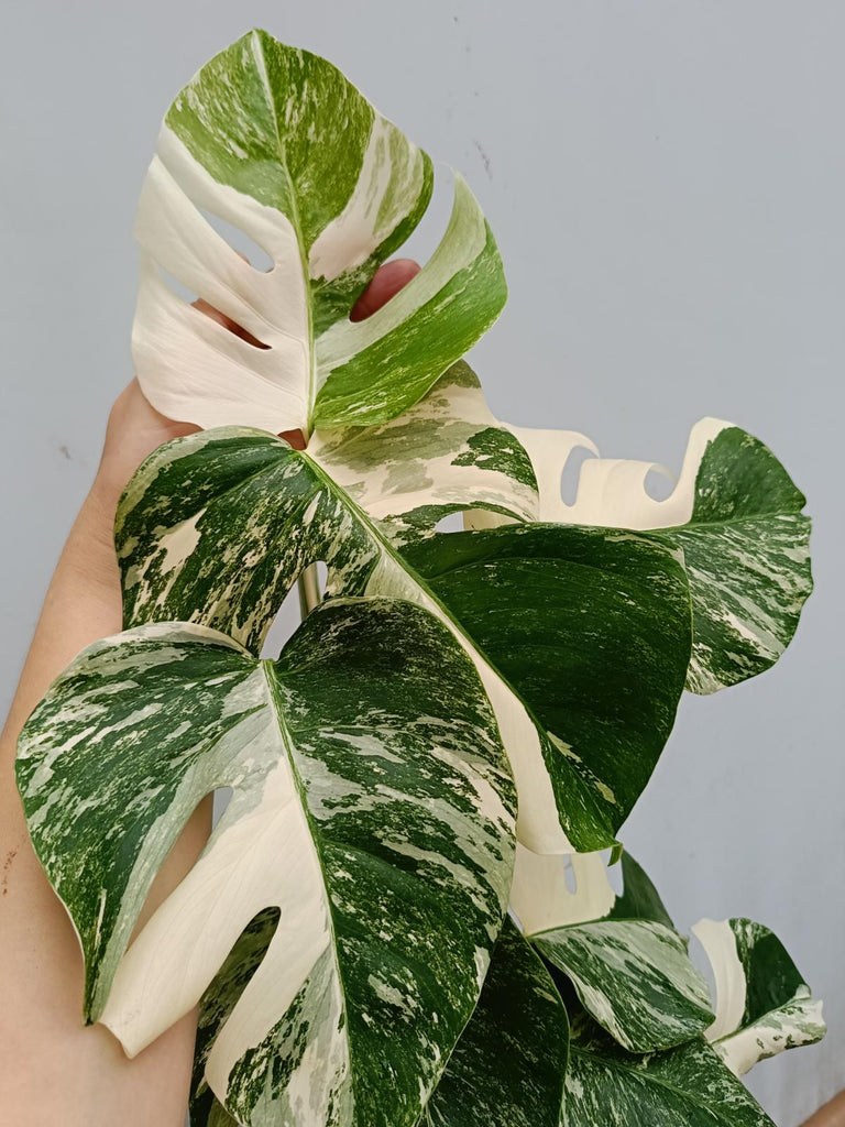 Monstera deliciosa variegata albo