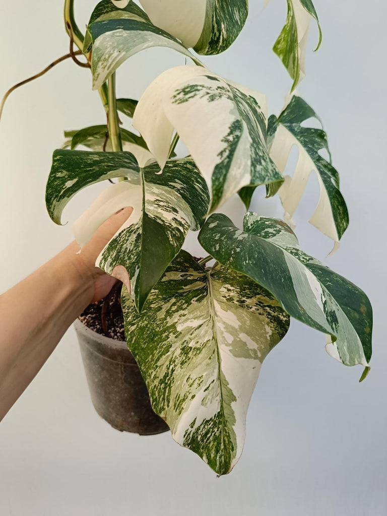 Monstera deliciosa variegata albo