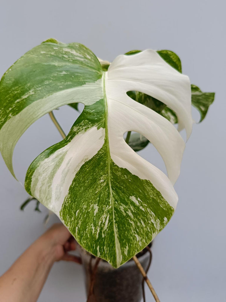 Monstera deliciosa variegata albo