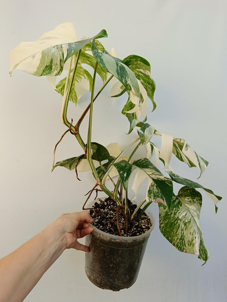 Monstera deliciosa variegata albo