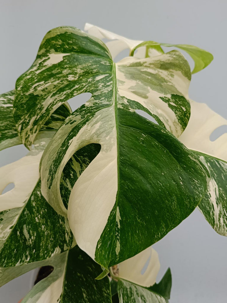 Monstera deliciosa variegata albo