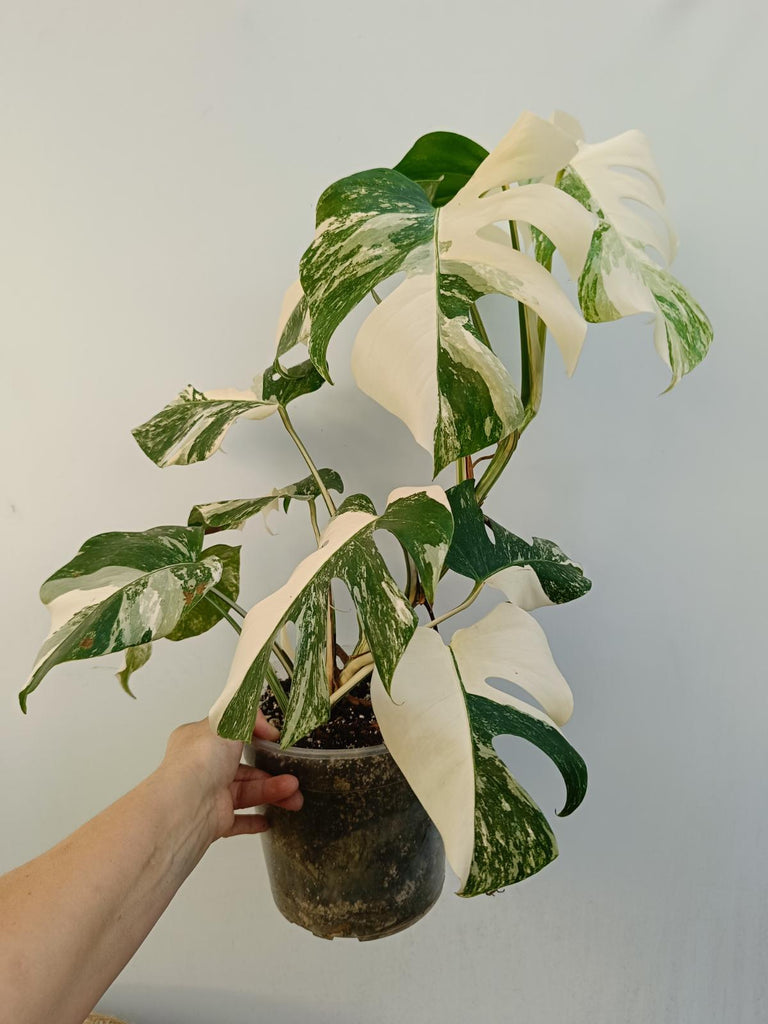 Monstera deliciosa variegata albo