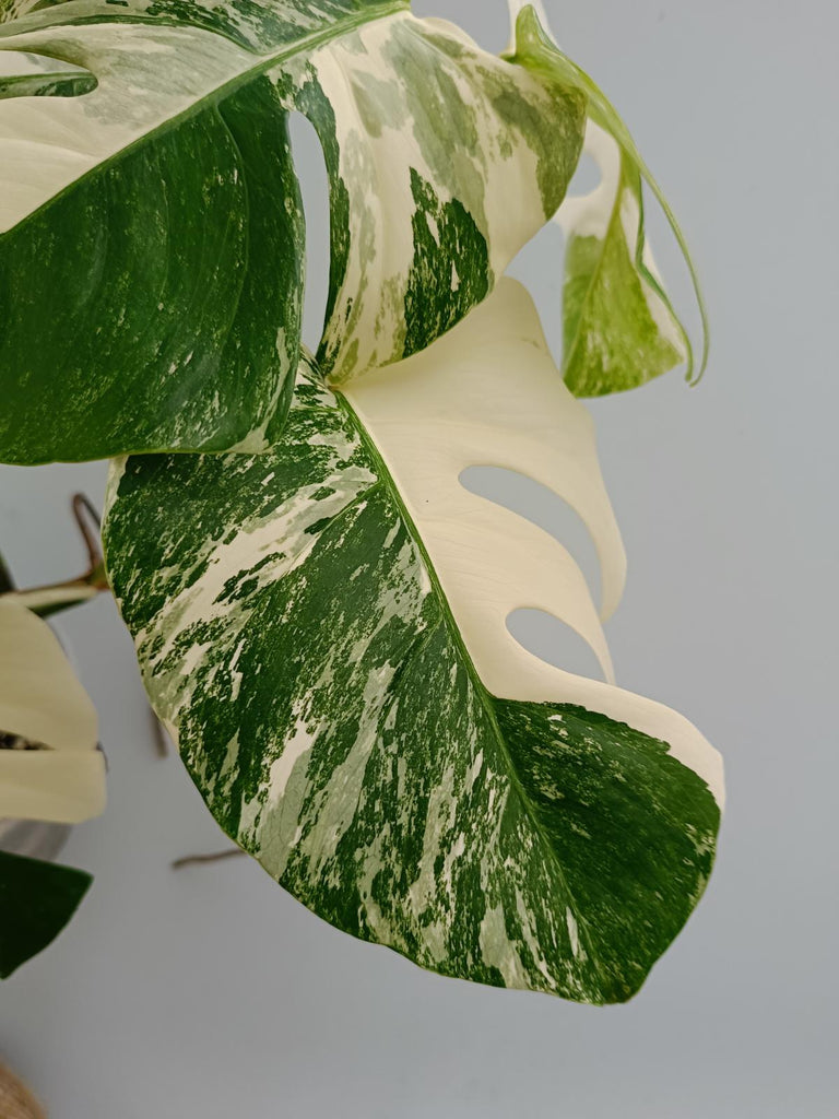 Monstera deliciosa variegata albo