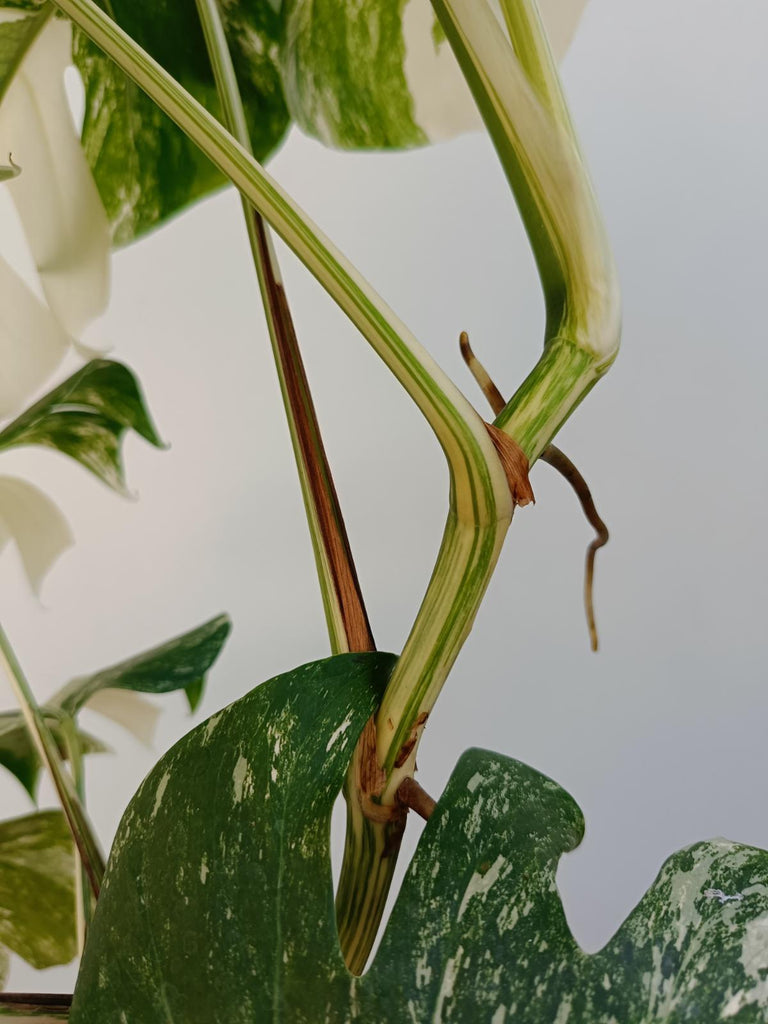 Monstera deliciosa variegata albo