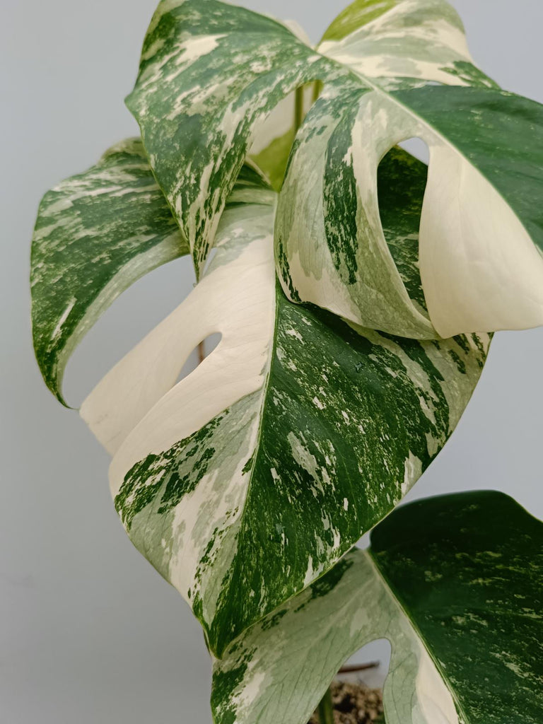 Monstera deliciosa variegata albo