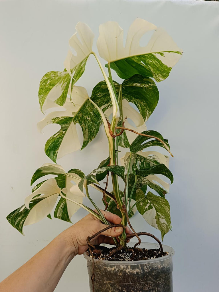 Monstera deliciosa variegata albo