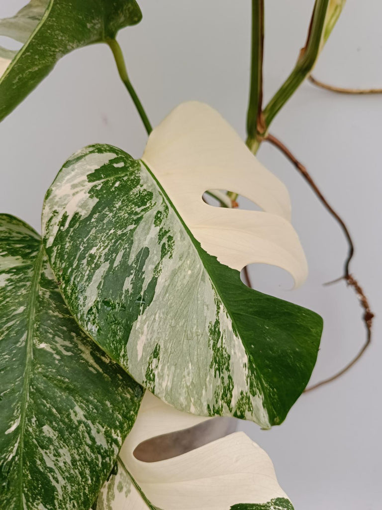 Monstera deliciosa variegata albo