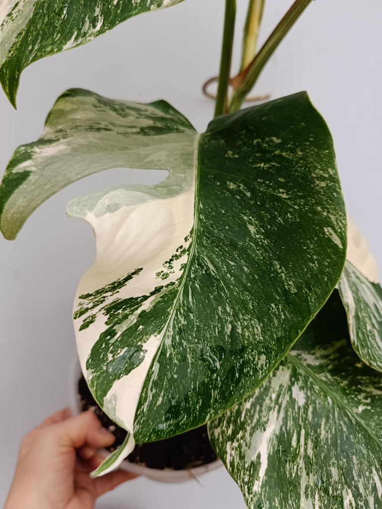 Monstera deliciosa variegata albo