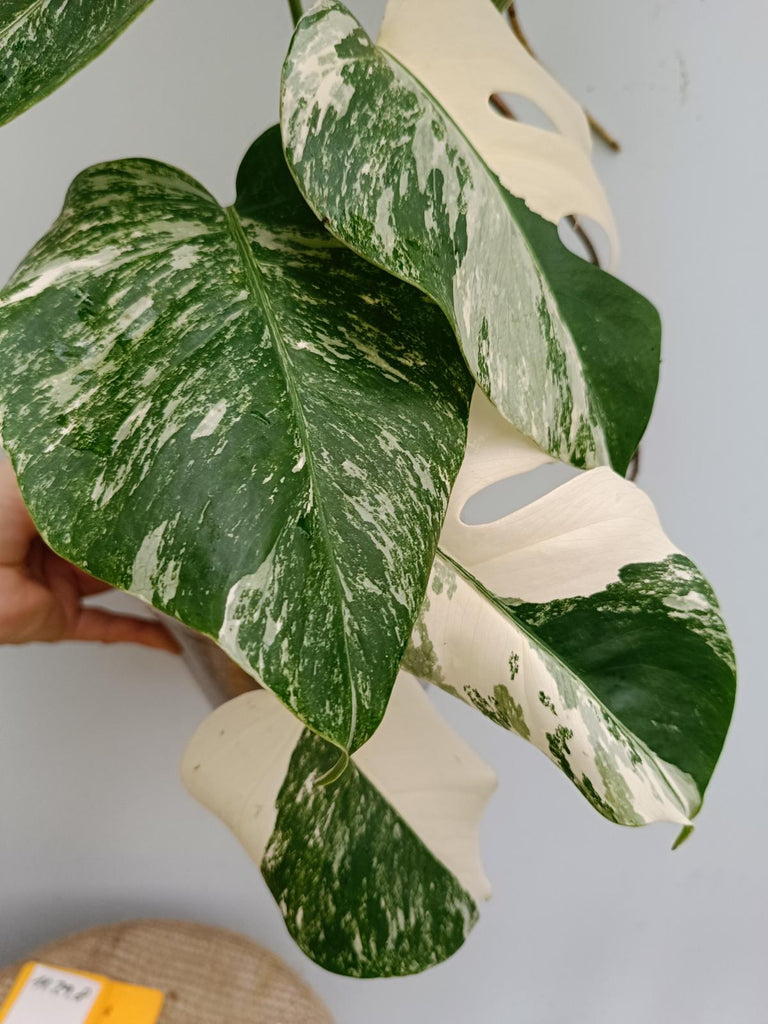 Monstera deliciosa variegata albo