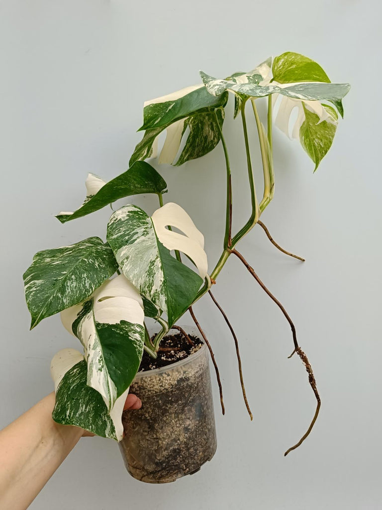 Monstera deliciosa variegata albo