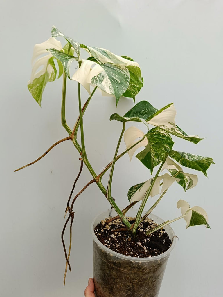 Monstera deliciosa variegata albo