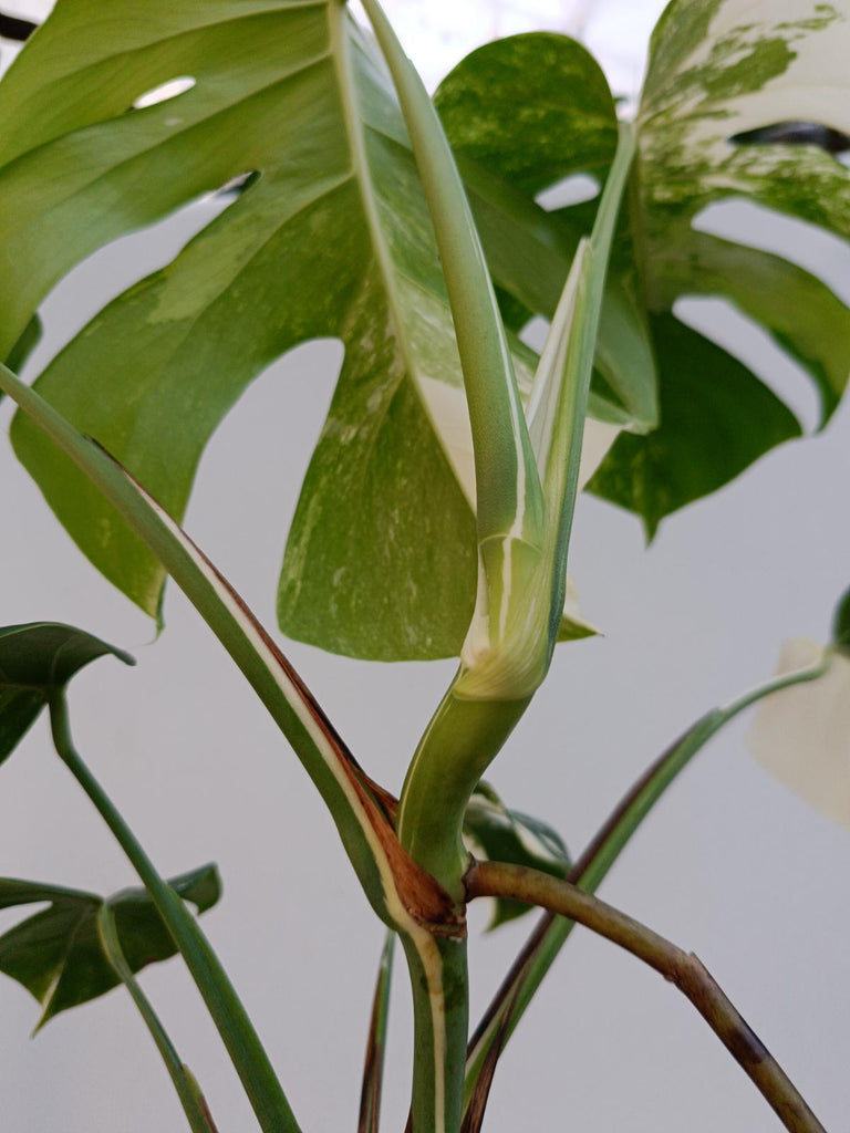 Monstera deliciosa variegata albo