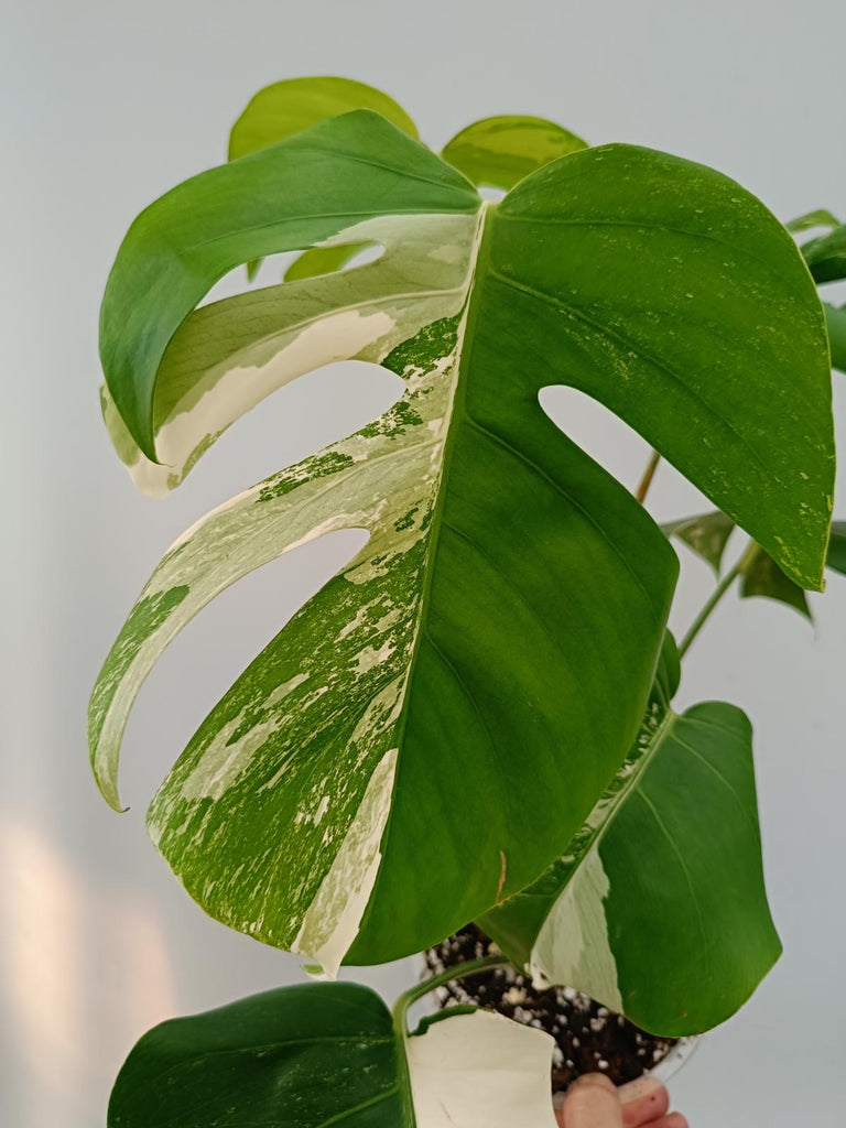 Monstera deliciosa variegata albo